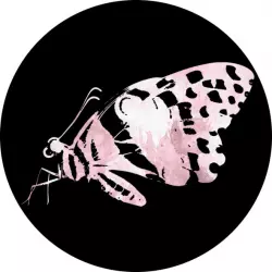 Farfalla Records (2)