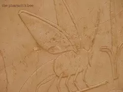 The Pharoah's Bee
