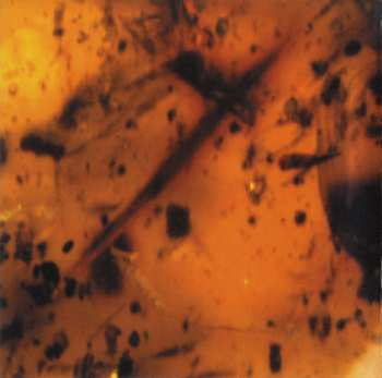 CD Amber Asylum: Frozen In Amber