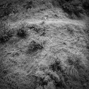 LP Anna Tivel: Animal Poem