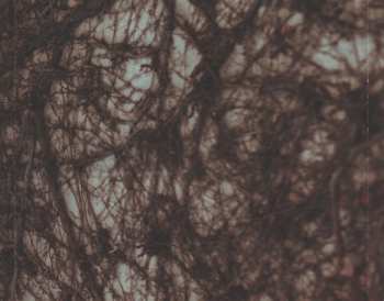 CD Ashbury Heights: The Victorian Wallflowers