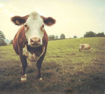 CD Chinaski: Rockfield