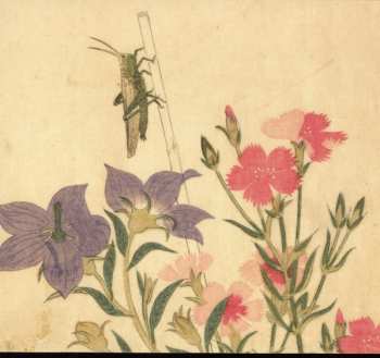 CD Chypho: Entomongaku II