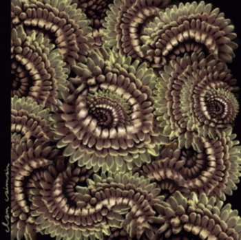 Album Clan Caimán: Pica Pau