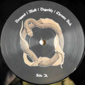 LP Crystal Spiders: Molt