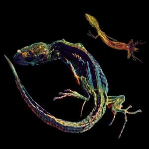 2CD Prothese: One To One & Xaosonix 