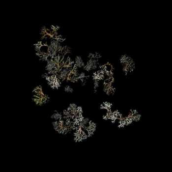 2LP deathcrash: Return