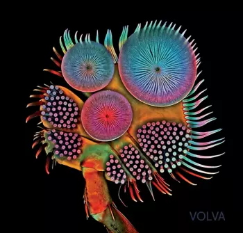 Volva