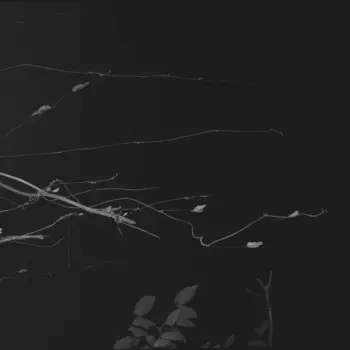 Tatsuhisa Yamamoto: Sakuraza