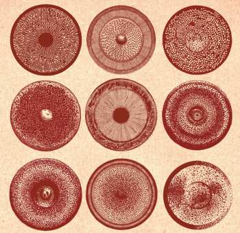 LP Ensemble Nist-nah: Spilla