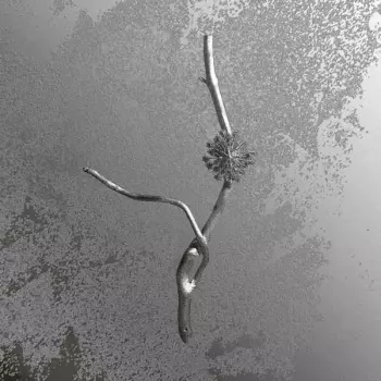 Gaia Banfi: La Maccaia