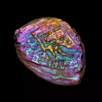 Ian Chang: 属 Belonging