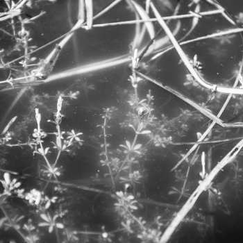 Album Il Civetto: Lubmin