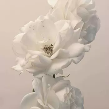 Turn the Light On: Acoustic Reimagination