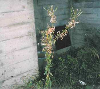 CD Kali Trio: Loom DIGI