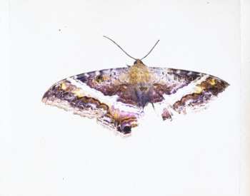 CD Kendrick Lamar: To Pimp A Butterfly