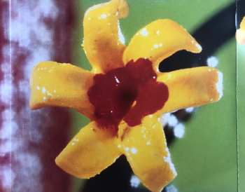 CD Marcy Playground: Marcy Playground