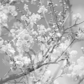 Album Masabumi Kikuchi: Hanamichi - The Final Studio Recording Vol. II