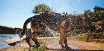 CD Meat Beat Manifesto: Answers Come In Dreams