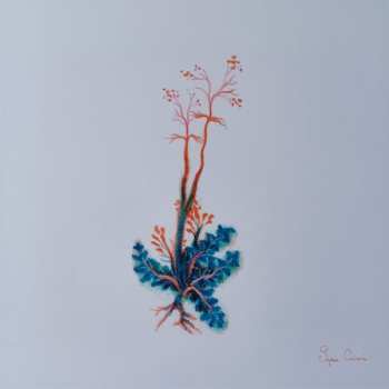 CD Noah Vanden Abeele: Magnolia