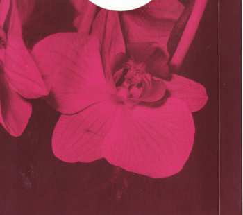 CD Omara Portuondo: Flor De Amor