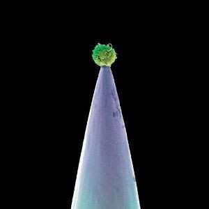 CD Peter Gabriel: New Blood