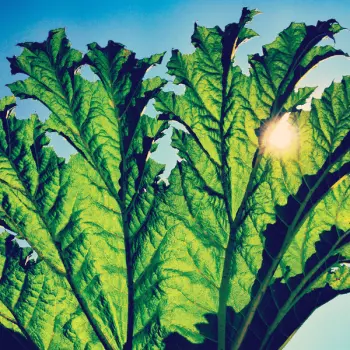 Pfarmers: Gunnera