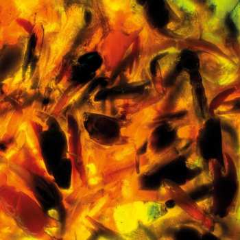 CD Plague Rider: Intensities