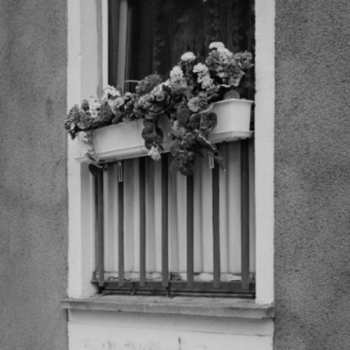 Album Pupkulies & Rebecca: Wolde