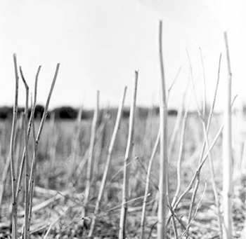 Album Recondite: On Acid