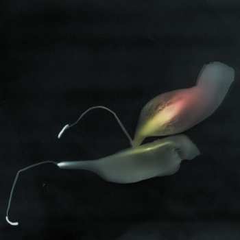 Album Rosa Canina: Am I An Amaryllis?