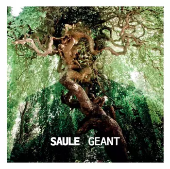 Saule: Géant