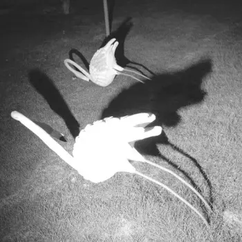 A Mimesis Of Nothingness 