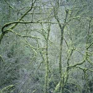 Album Six Organs Of Admittance: Dust And Chimes