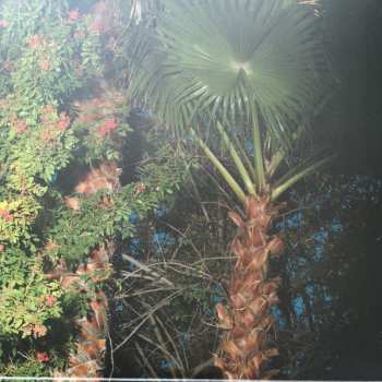 2LP Sparks: Hippopotamus