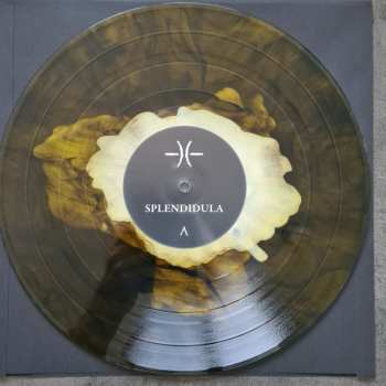 LP Splendidula: Splendidula CLR | LTD