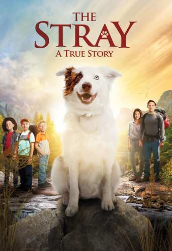 DVD Stray: Stray