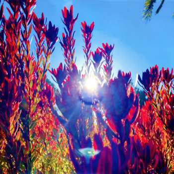 LP The Reds, Pinks And Purples: The Past Is A Garden I Never Fed CLR | LTD