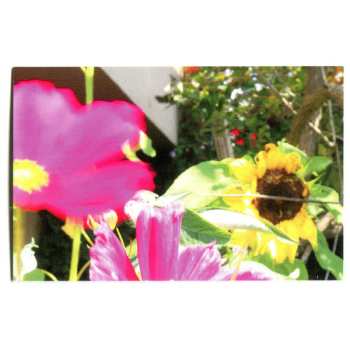 LP The Reds, Pinks And Purples: The Past Is A Garden I Never Fed CLR | LTD