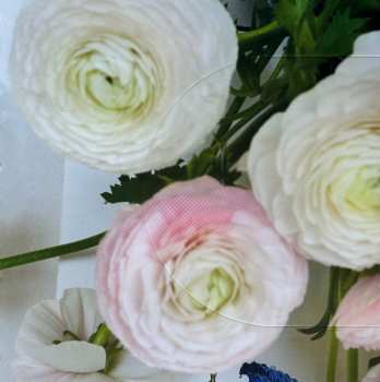 2CD/DVD/Box Set Vanessa Paradis: Love Songs LTD