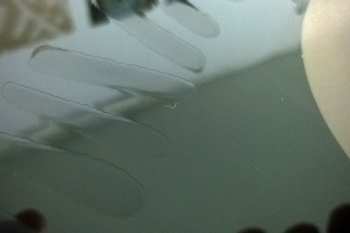 2LP Warpaint: Warpaint