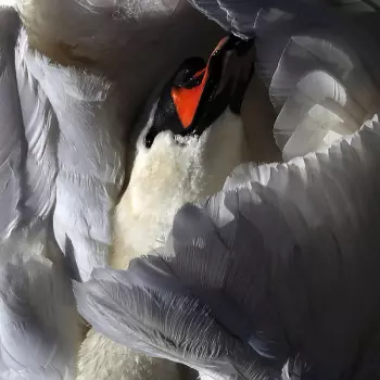 Wild Terrier Orchestra: Even The Chimera