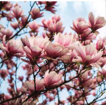 2LP Younger Brother: Vaccine